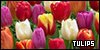  Plants/Flowers/Herbs: Tulips: 
