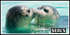  Aquatic Animals: Seals: 