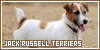  Mammals: Canines: Dogs: Jack Russell Terriers (Parson Russell Terriers): 