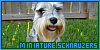  Mammals: Canines: Dogs: Miniature Schnauzer: 