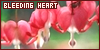 Plants/Flowers/Herbs: Bleeding Heart: 