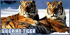  Mammals: Felines: Tigers: Siberian: 