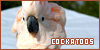  Birds: Cockatoos: 