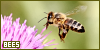 Invertebrates: Bees: 