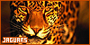  Mammals: Felines: Jaguars: 