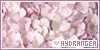  Plants/Flowers/Herbs: Hydrangea: 