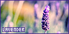  Plants/Flowers/Herbs: Lavender (Lavandula): 