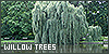  Plants/Flowers/Herbs: Trees: Weeping Willows: 