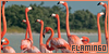  Birds: Flamingos: 