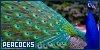  Birds: Peafowl (Peacocks): 