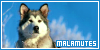  Mammals: Canines: Dogs: Alaskan Malamutes: 
