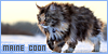  Mammals: Felines: Cats: Maine Coon: 