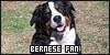  Mammals: Canines: Dogs: Bernese Mountain: 