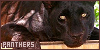  Mammals: Felines: Black Panthers: 