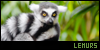  Mammals: Primates: Lemurs: 
