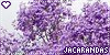  Plants/Flowers/Herbs: Trees: Jacaranda: 