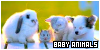  General Animals: Baby Animals: 
