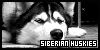  Mammals: Canines: Dogs: Siberian Huskies: 