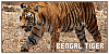  Mammals: Felines: Tigers: Bengal: 
