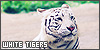  Mammals: Felines: Tigers: White: 