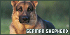  Mammals: Canines: Dogs: German Sheperds: 